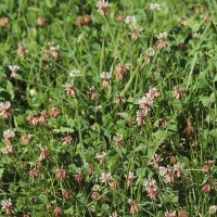 Trifolium repens L.